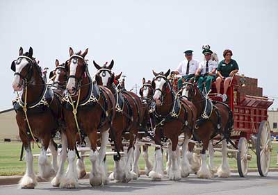 Clydesdale horses iconically represent Budweiser