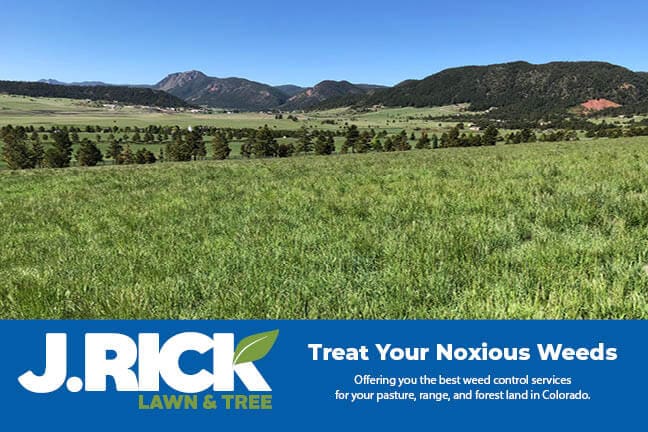 Front of Noxious Weeds Postcard Noxious Weeds Postcard front
