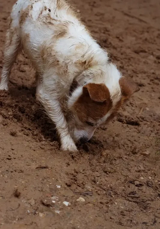 third-angle-outsource-marketing-agency dog digging in dirt